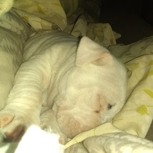 Meet your Posher, Dawn